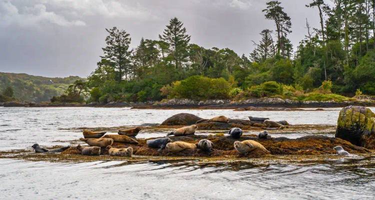 A group of seals lounge on a seaweed-covered rock in a calm bay surrounded by forested shoreline.