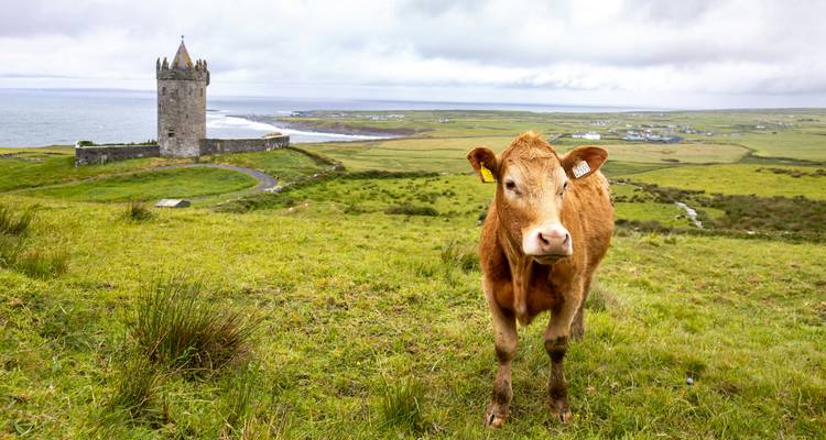Cow standing in a green field with a castle in the distance.