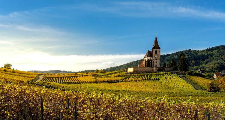 A church surrounded by vineyards in a picturesque countryside.