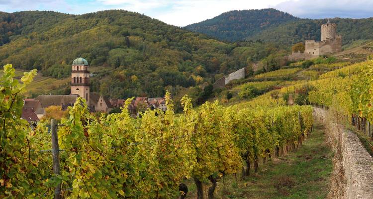 Vineyards with a historic town and tower on a hillside.