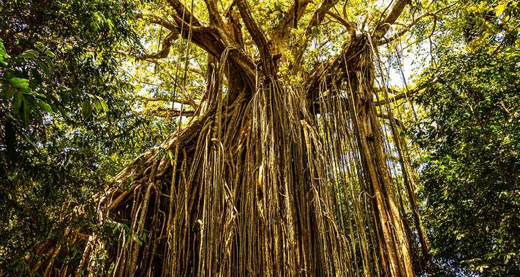 Un árbol masivo con largas raíces colgantes en una selva tropical.