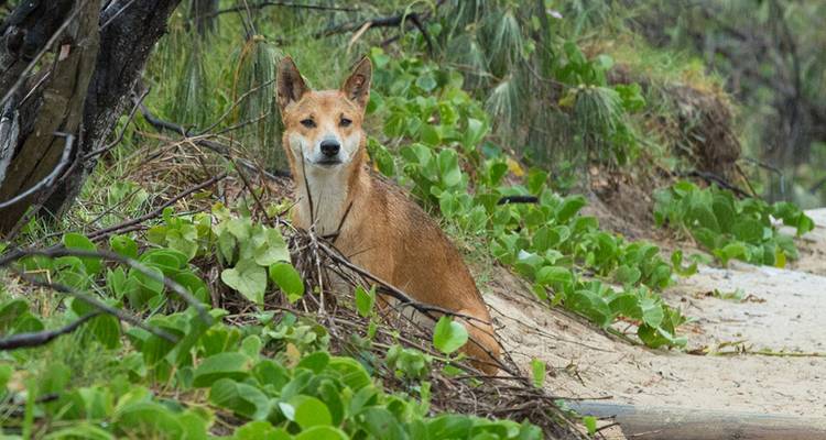 Un dingo en la naturaleza rodeado de vegetación.