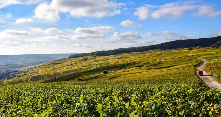 Des vignobles s'étendant à travers un paysage vallonné.