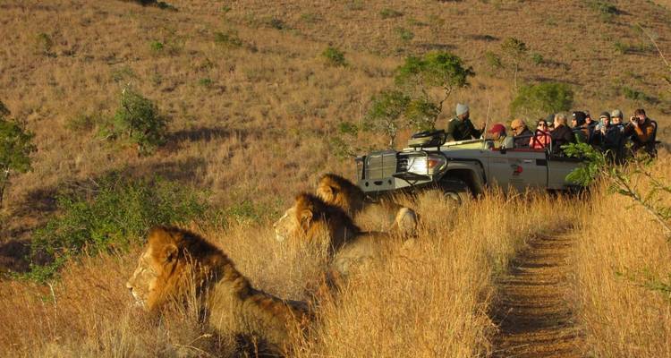 Lions se prélassant près d'un véhicule de safari avec des touristes.