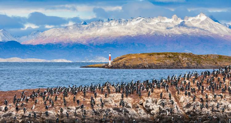 Penguin colony on rocky shores with mountains and lighthouse.