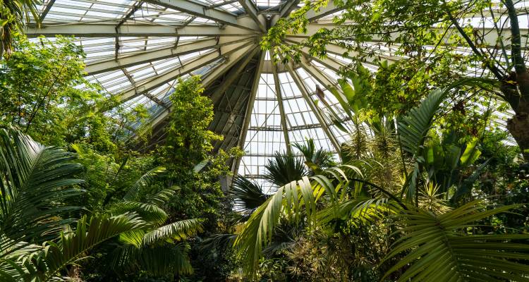 Weelderige botanische tuin binnen met glazen koepeldak en dichte tropische planten.