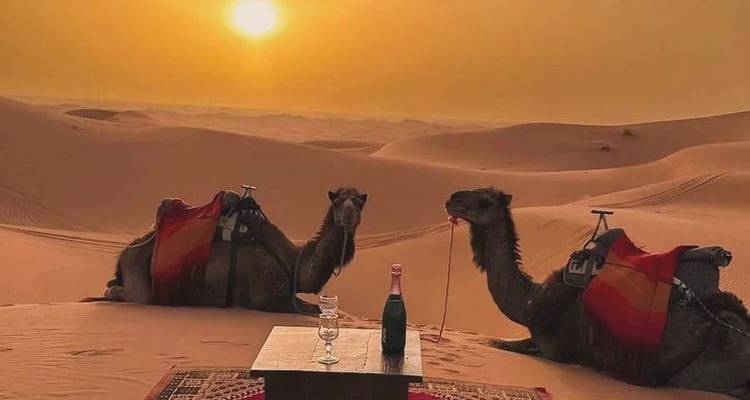 Camels resting in the desert at sunset, with a dining setup.