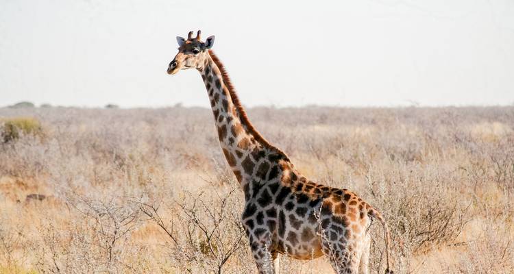 Giraffe, die sich in trockener Buschlandschaft mit blassem Himmel und entfernten Büschen aufrecht erhebt.