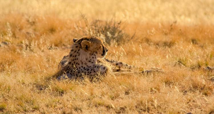 Gepard liegt in goldenem Gras, mit halb geschlossenen Augen unter warmem Nachmittagslicht.