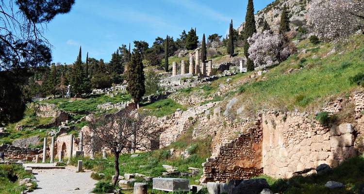 Des ruines en terrasses et des arbres en fleurs bordent les pentes vertes du flanc de colline de Delphes.