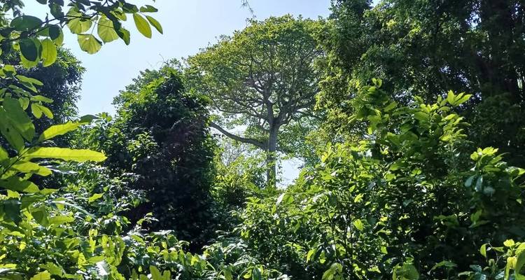 Jungle tropical dense avec un grand arbre visible.
