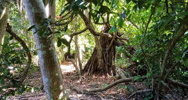 Forêt tropicale avec sous-bois dense.