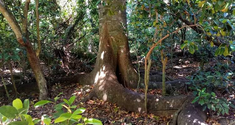 Grand arbre avec des racines apparentes dans une forêt.