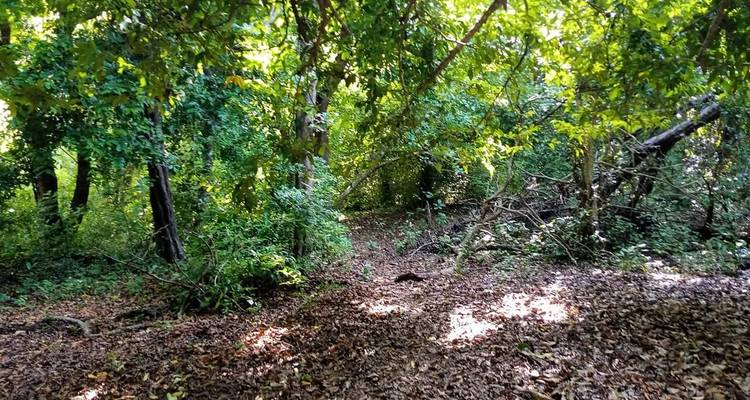 Sentier forestier couvert de feuilles.