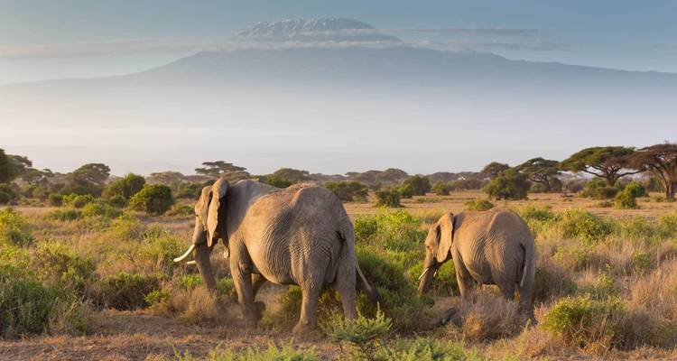 Des éléphants dans une plaine herbeuse avec des montagnes en arrière-plan.