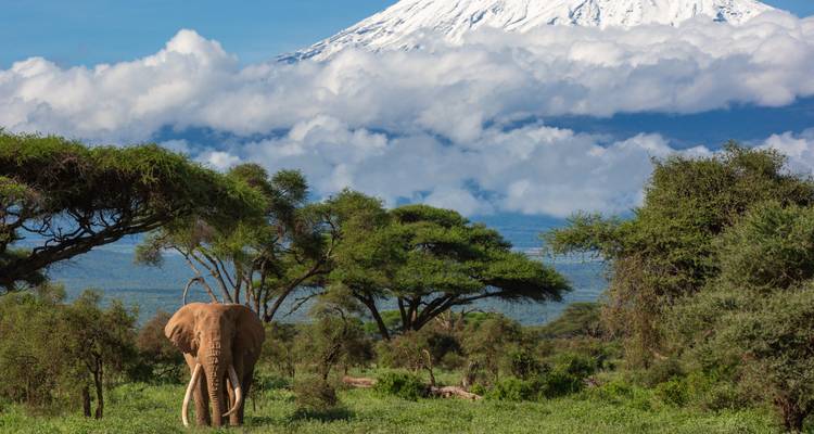 Éléphant dans un paysage verdoyant avec une montagne enneigée.