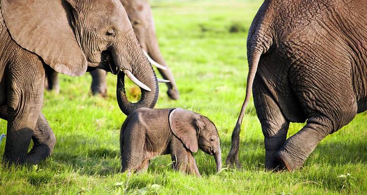 Famille d'éléphants marchant sur l'herbe verte.
