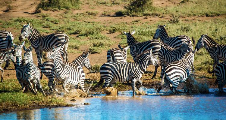 Des zèbres éclaboussant dans l'eau à un point d'eau.