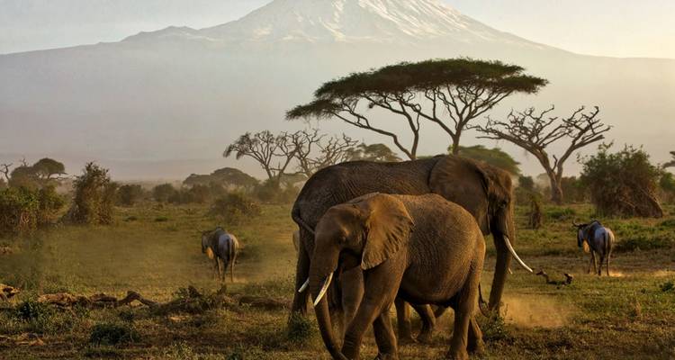 Des éléphants dans une savane avec le Kilimandjaro en arrière-plan.
