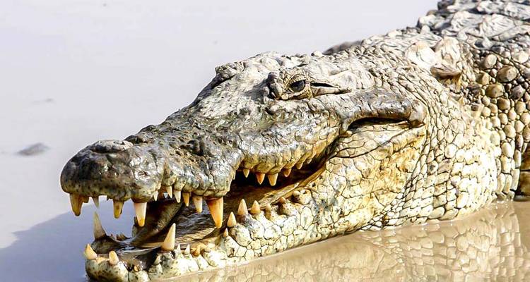Gros plan d'un crocodile la gueule ouverte.