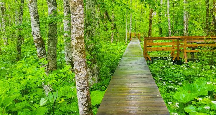 Wooden walkway through a lush green forest.