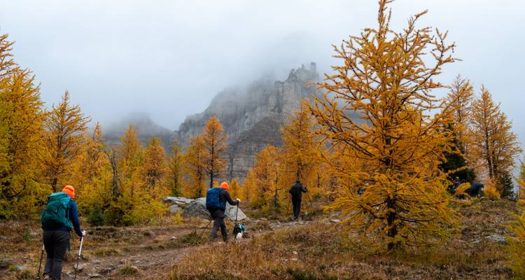 Randonneurs dans une forêt d'automne avec un arrière-plan de montagnes brumeuses.
