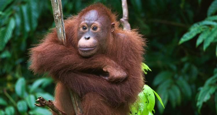 Borneo Family Wildlife Adventure - Exodus Adventure Travels 10