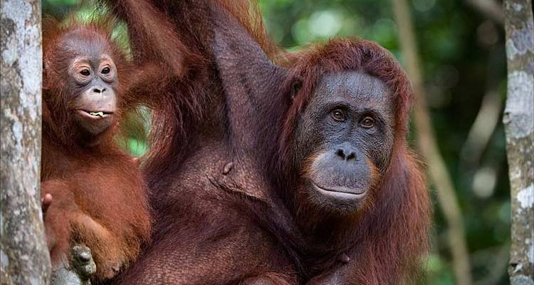 Borneo Family Wildlife Adventure - Exodus Adventure Travels 8