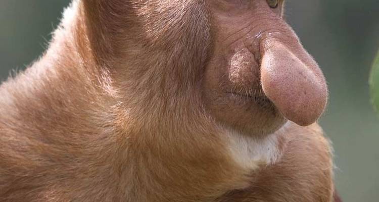 Borneo Family Wildlife Adventure - Exodus Adventure Travels 4