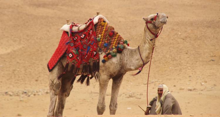 Chameau vêtu d'une tenue colorée avec une personne assise à proximité dans un désert.