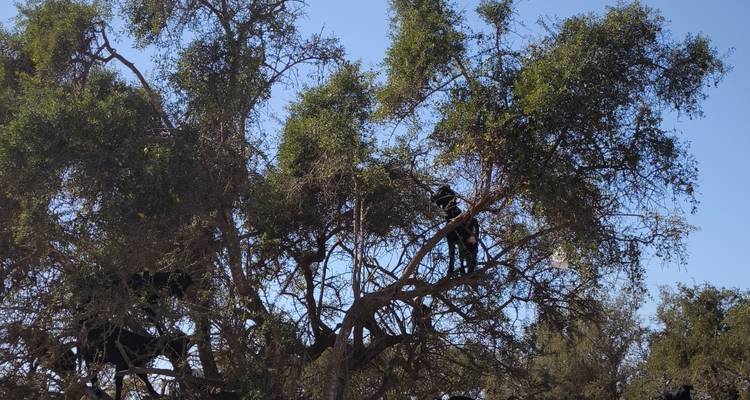 Des chèvres debout dans les arbres sous un ciel bleu clair.