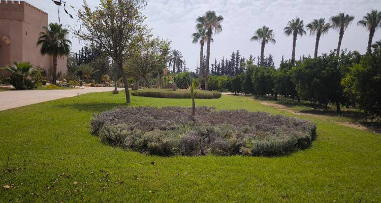 Jardin bien entretenu avec palmiers et buissons.