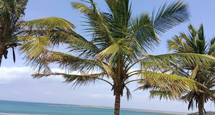 Des palmiers avec une vue sur l'océan sous un ciel dégagé.