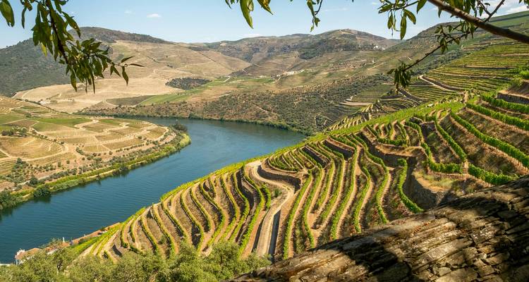 Vignobles en terrasses bordant le fleuve Douro.