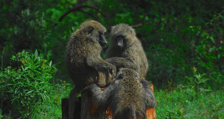 Tres babuinos sentados en un tocón de árbol.