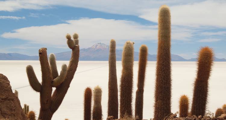 Cactus altos en el borde de un salar con montañas al fondo.