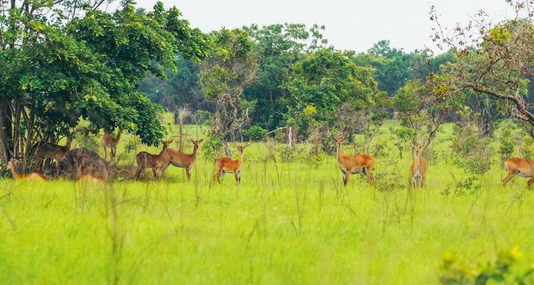 Manada de antílopes pastando en un campo cubierto de hierba rodeado de árboles.