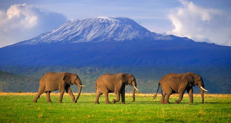 Trois éléphants marchant à travers une plaine herbeuse avec une montagne enneigée en arrière-plan.