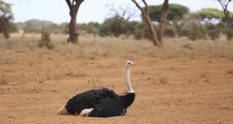 Une autruche se reposant sur le sol sablonneux dans un paysage de savane.
