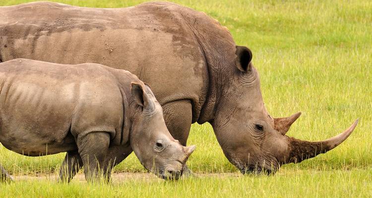 Un rhinocéros avec son petit marchant à travers les hautes herbes.
