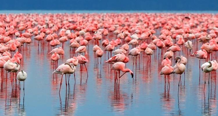 Un grand groupe de flamants roses debout dans de l'eau peu profonde.