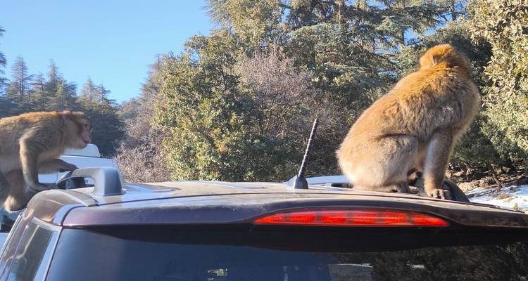 Two monkeys sitting on the roof of a car in a forested area.