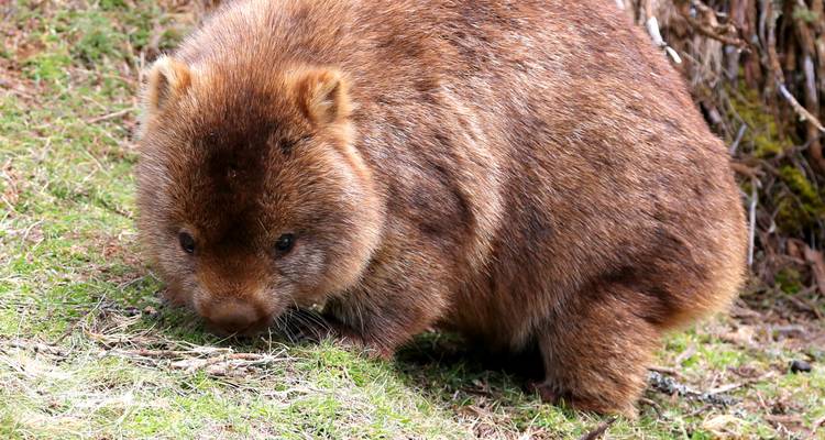 Nahaufnahme eines Wombats in seinem natürlichen Lebensraum.