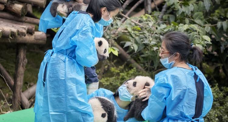 Menschen, die in einer Wildtierumgebung mit Pandas interagieren.