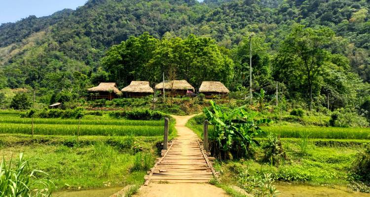 Puente rústico de madera sobre exuberantes campos de arroz verde que conduce a casas tradicionales sobre pilotes.