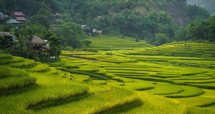 Campos de arroz en terrazas con árboles densos al fondo bajo cielos azules.