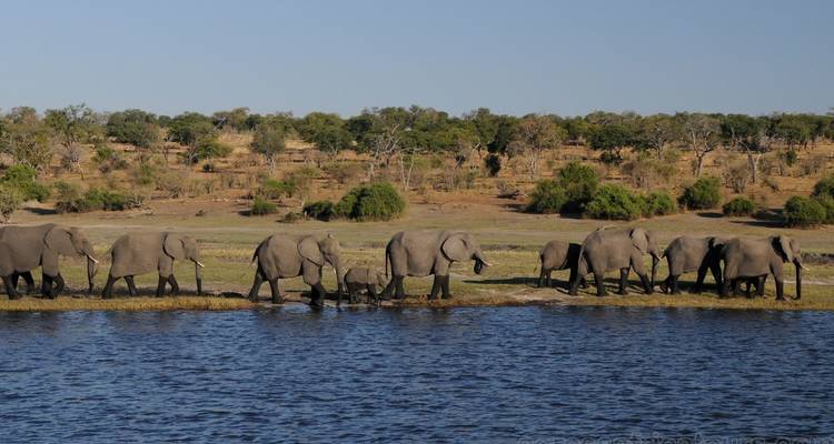 Herd of elephants walking beside a river.