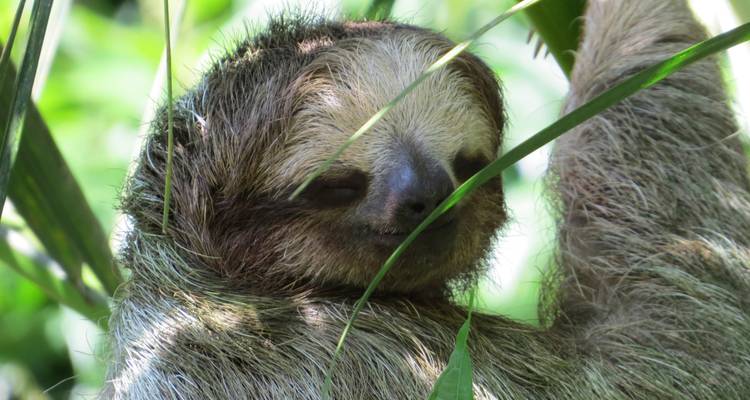 Gros plan d'un paresseux dormant dans un arbre.