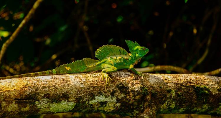 Felgroene basiliskhagedis die zonnebadt op een mosachtige tak in dichte jungle