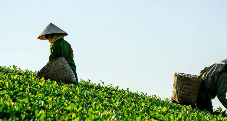 Deux personnes portant des chapeaux coniques ramassant des feuilles de thé.
